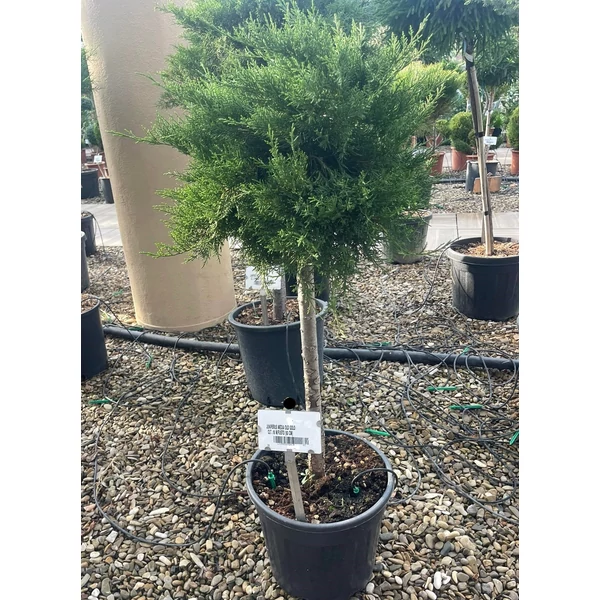 Arany terülő boróka JUNIPERUS MEDIA OLD GOLD T60 K18