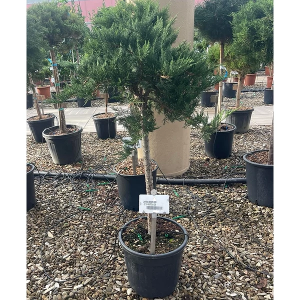 Nehézszagú boróka JUNIPERUS ROCKERY MIXED T60 K18