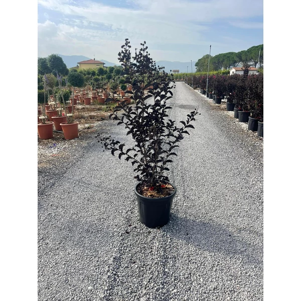 Kínai selyemmirtusz LAGERSTROEMIA BLACK DIAMOND BEST RED 80/+ K15