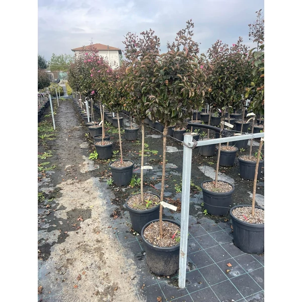 Kínai selyemmirtusz LAGERSTROEMIA INDICA BURGUNDY COTTON T1/2 K15