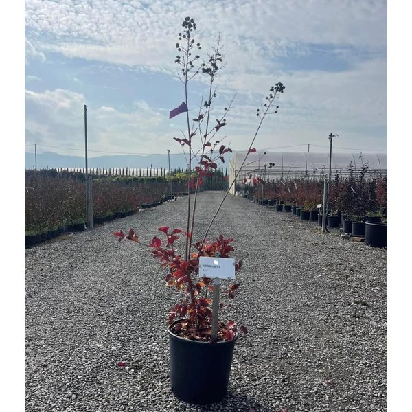 Kínai selyemmirtusz LAGERSTROEMIA DYNAMITE 60/80 K10