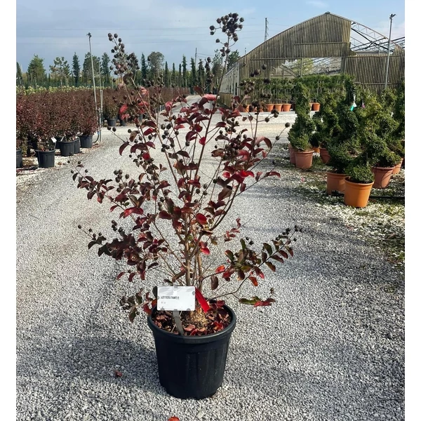 Kínai selyemmirtusz LAGERSTROEMIA DYNAMITE 80/+ K15