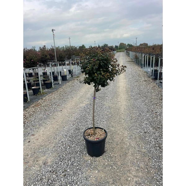 Kínai selyemmirtusz LAGERSTROEMIA INDICA BERRY DAZZLET 1/2 K15 