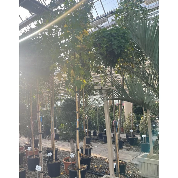Amerikai ámbrafa  LIQUIDAMBAR STYRACIFLUA T200 6/8 K18