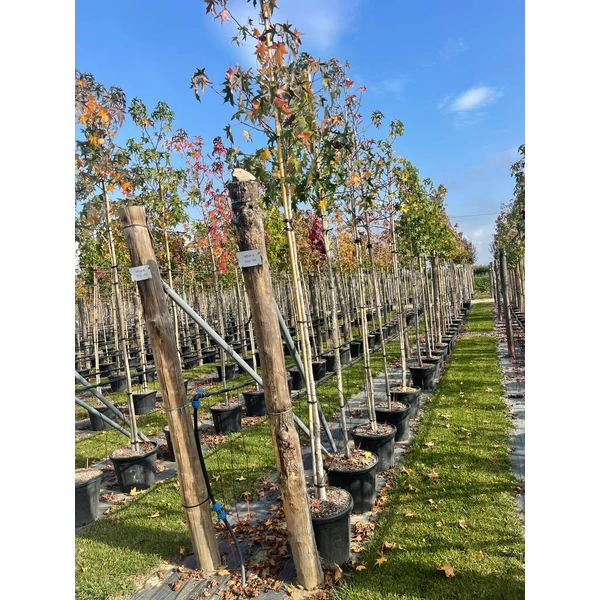 Amerikai ámbrafa   LIQUIDAMBAR STYRACIFLUA T200 10/12 K30