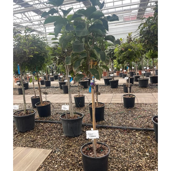 Liliomfa    MAGNOLIA BLACK TULIP T1/2 K18