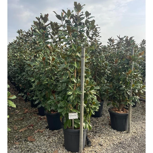 Örökzöld liliomfa   MAGNOLIA GRANDIFLORA GALISSONIENSIS PRAECOX 175/200 K30