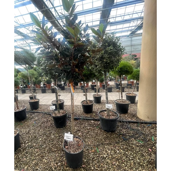 Örökzöld liliomfa   MAGNOLIA GRANDIFLORA LITTLE GEM T1/2 K18