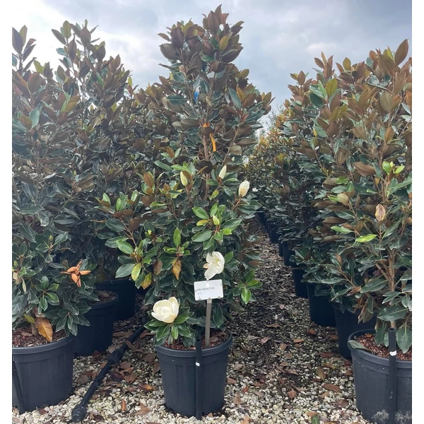 Örökzöld liliomfa   MAGNOLIA GRANDIFLORA LITTLE GEM 125/150 K25
