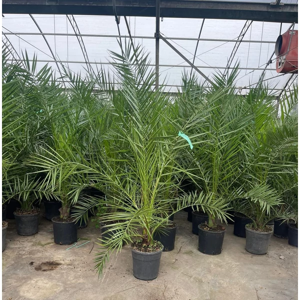 Datolyapálma PHOENIX CANARIENSIS 100/+ K7