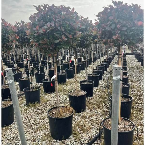 Örökzöld korallberkenye  PHOTINIA FRASERI LITTLE RED ROBIN T1/2 K18
