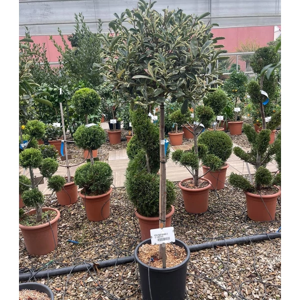 Örökzöld korallberkenye PHOTINIA FRASERI PINK MARBLE T1/2 K18