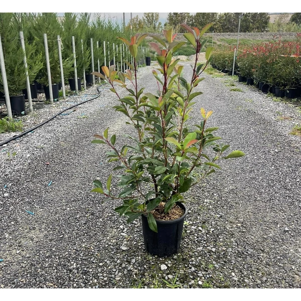 Örökzöld korallberkenye   PHOTINIA FRASERI RED ROBIN 60/80 K5