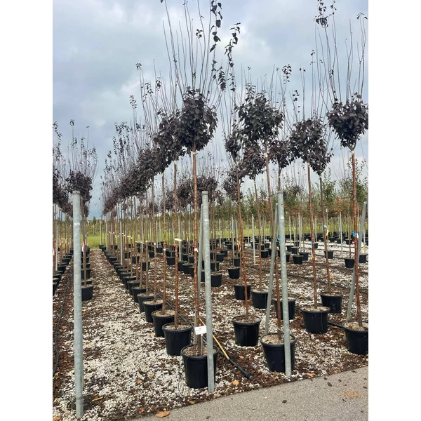 Vérszilva   PRUNUS CERASIFERA PISSARDI T200 10/12 K30