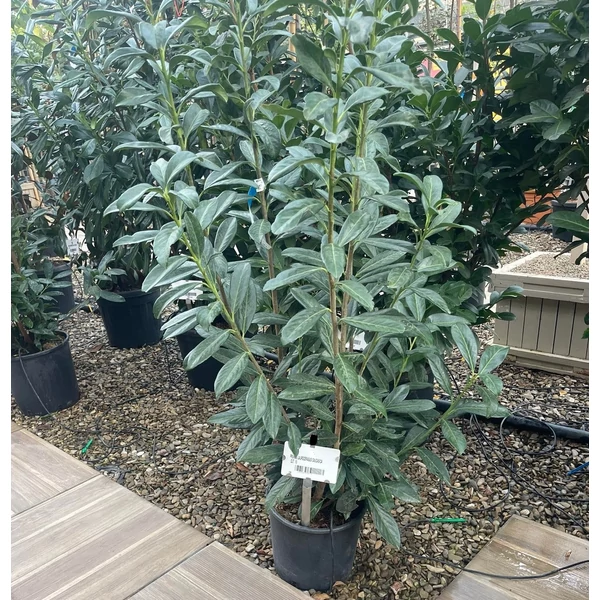 Kaukázusi babérmeggy  PRUNUS LAUROCERASUS CAUCASICA 100/125 K10