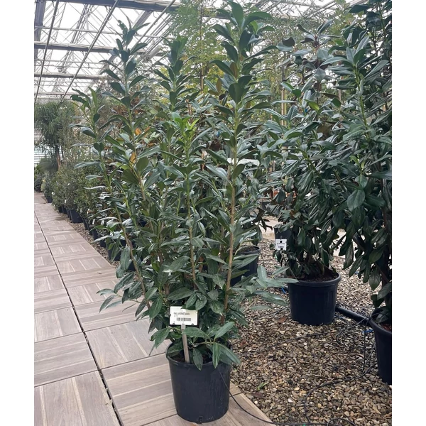 Kaukázusi babérmeggy  PRUNUS LAUROCERASUS CAUCASICA 150/+ K18