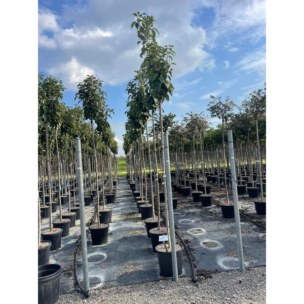 Oszlopos díszcseresznye   PRUNUS SERRULATA AMANOGAWA T200 10/12 K30