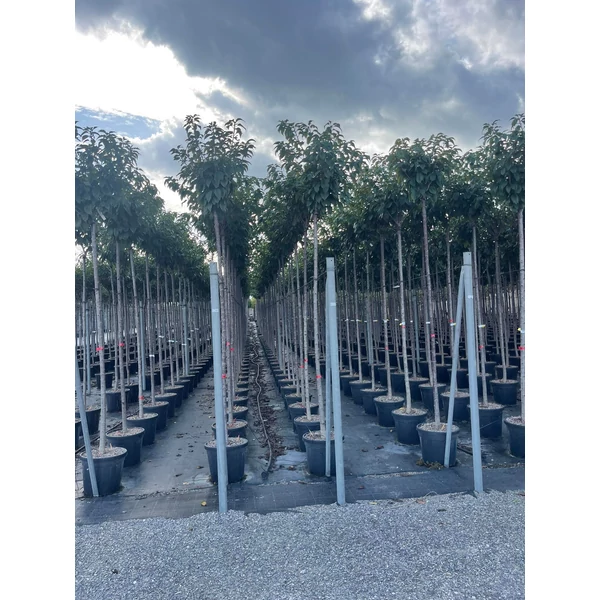 Japán díszcseresznye   PRUNUS SERRULATA KANZAN T200 10/12 K30