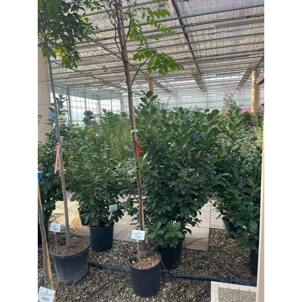 Gömbakác    ROBINIA PSEUDOACACIA CASQUE ROUGE T200 6/8 K18