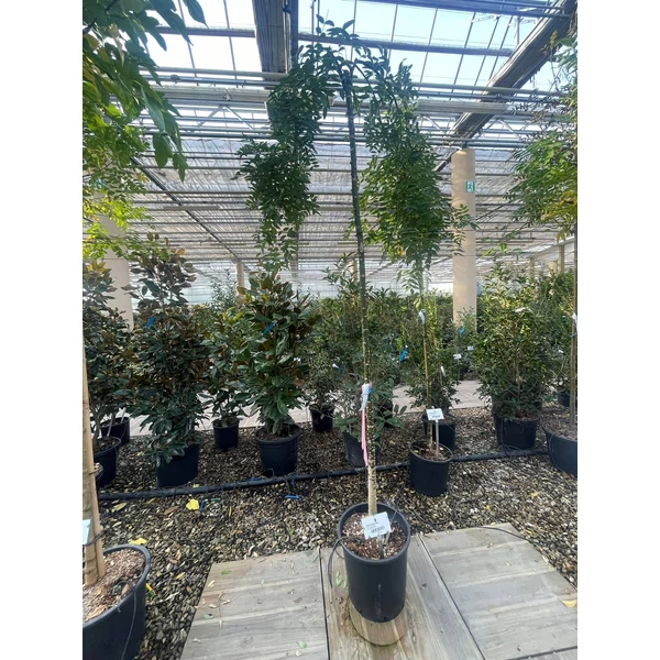Szomorú japánakác   SOPHORA JAPONICA PENDULA T200 8/10 K18