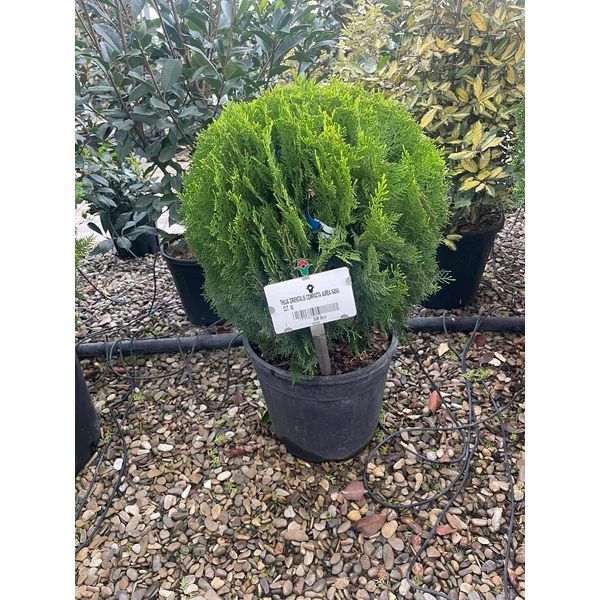 Aranylombú keleti tuja  THUJA ORIENTALIS COMPACTA AUREA NANA GÖMB K18