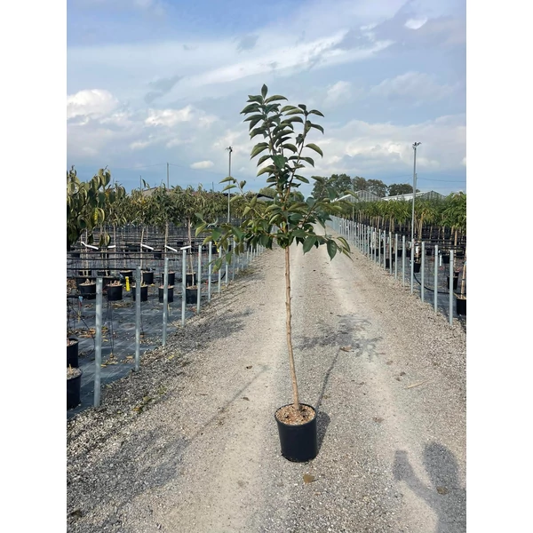 Datolyaszilva Diospyros kaki