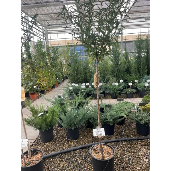 Ferragnes mandula PRUNUS DULCIS FERRAGNES T1/2 K15