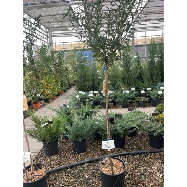 Supernova mandula PRUNUS DULCIS SUPERNOVA T1/2 K15