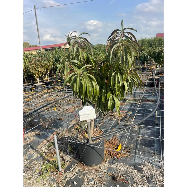 Bonanza törpe őszibarack Prunus persica