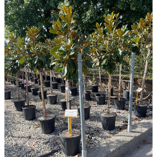 Örökzöld liliomfa   MAGNOLIA GRANDIFLORA GALLISONIENSIS PRAECOX T1/2 K15