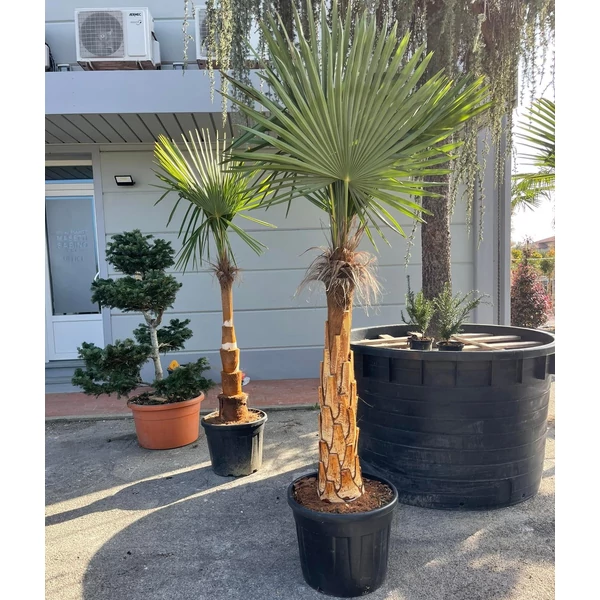 Kínai kenderpálma CHAMAEROPS EXCELSA TISZTÍTOTT TÖRZS T100/120 