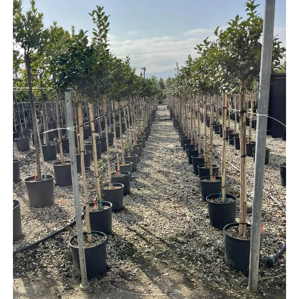Magyal   ILEX MUTCHAGARA NELLIE R. STEVENS T1/2 K9