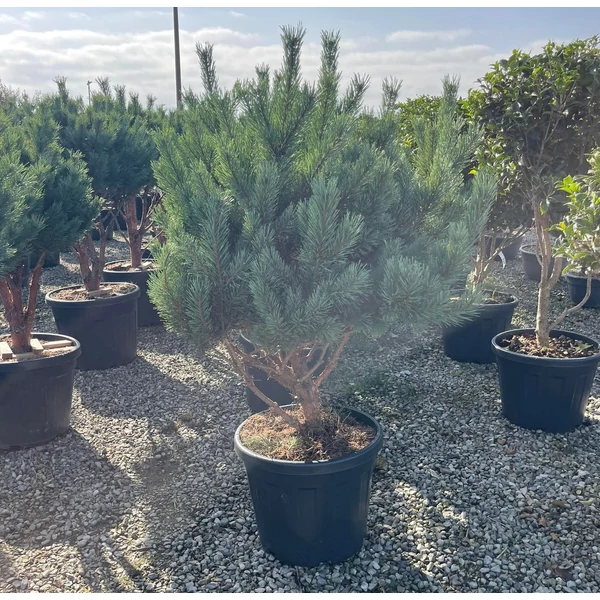 Törpe erdeifenyő-bonsai   PINUS SYLVESTRIS WATERERI TÖBBTÖRZSES 100/120 K45