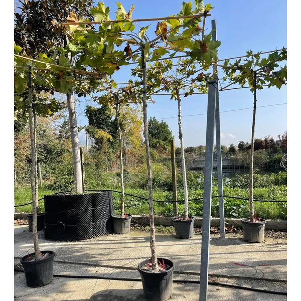 Juharlevelű platán  PLATANUS ORIENTALIS T270 14/16 TETŐ FORMA 150×150 