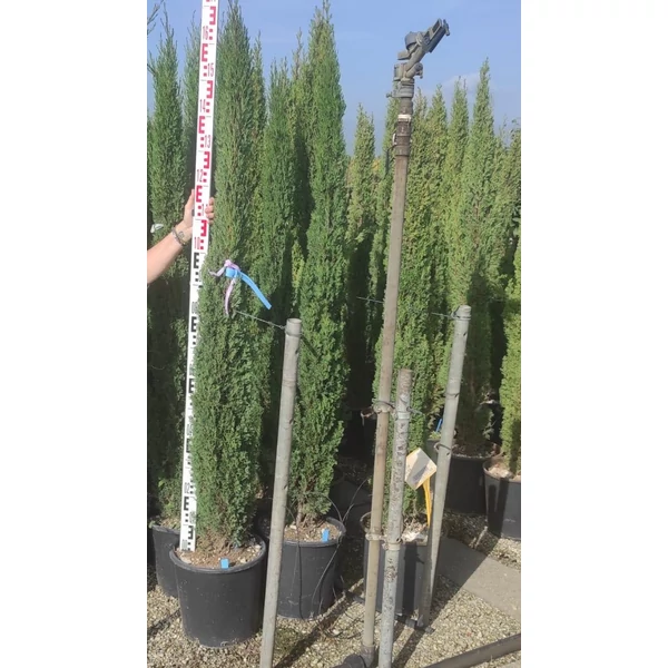 Európai ciprus   CUPRESSUS SEMPERVIRENS TOTEM 175/+ K18