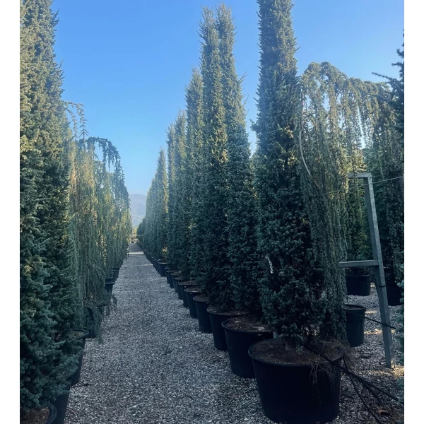 Oszlopos atlasz cédrus CEDRUS ATLANTICA FASTIGIATA 450/500 K285
