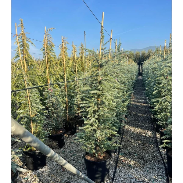 Kék himalájai cédrus  CEDRUS DEODARA BUSH ELECTRA 125/150 K25