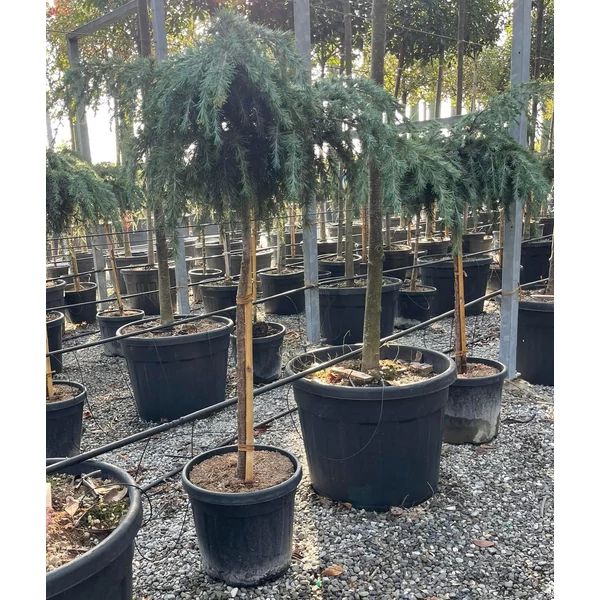 Kék terülő himalájai cédrus CEDRUS DEODARA FEELIN BLUE T1/2 6/8 K18