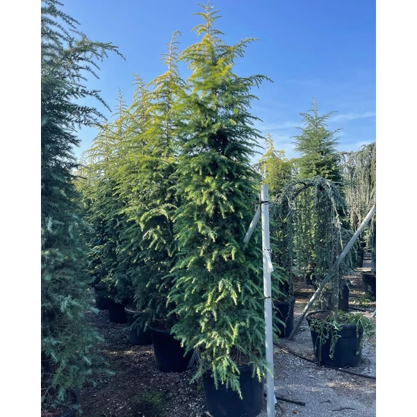 Sárga himalájai cédrus CEDRUS DEODARA AUREA 300/350 K110