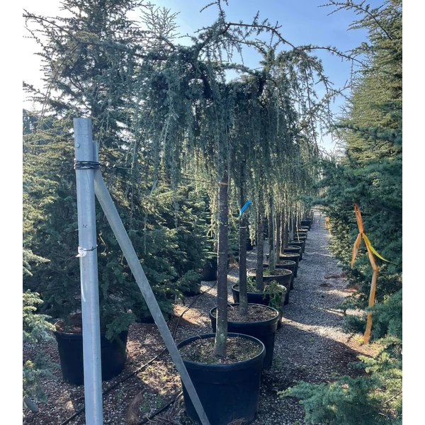 Kék csüngő atlasz cédrus CEDRUS ATLANTICA GLAUCA PENDULA T200 25/30 K150