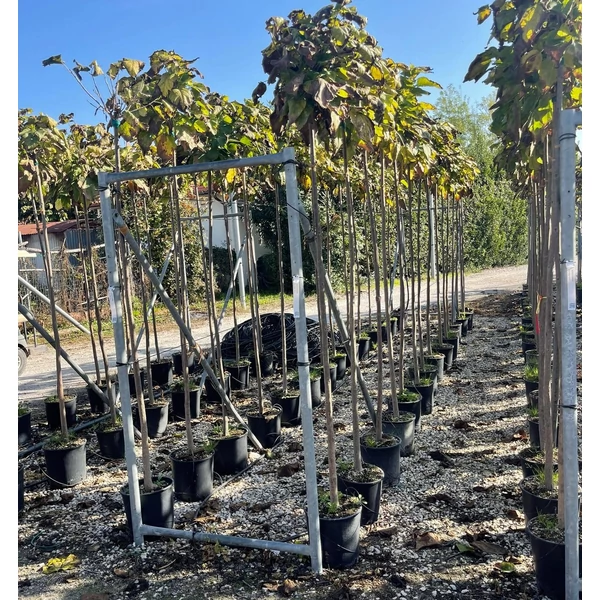 Gömb szivarfa  CATALPA BIGNONIOIDES NANA T200 6/8 K18