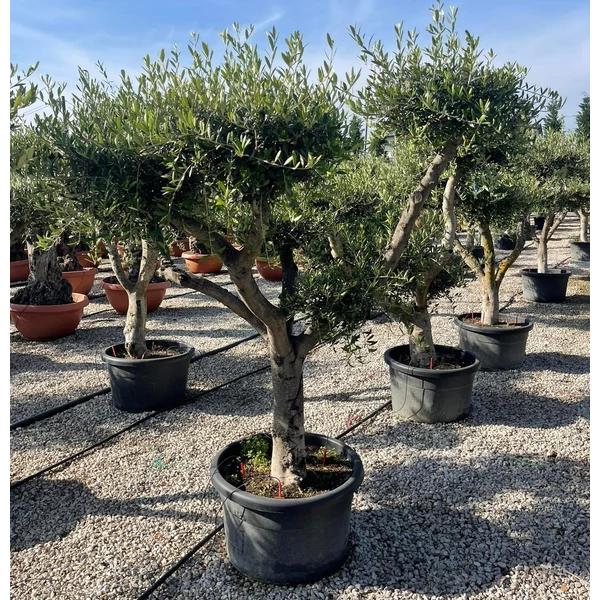 Olajfa    OLEA EUROPAEA T1/4 BONSAI K110