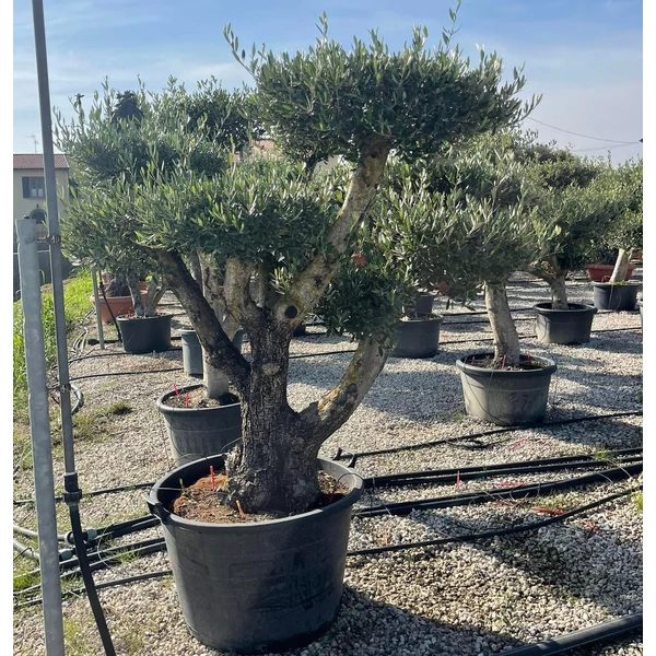 Olajfa   OLEA EUROPAEA BONSAI K160