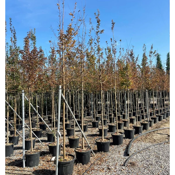Közönséges gyertyán   CARPINUS BETULUS T200 8/10 K30