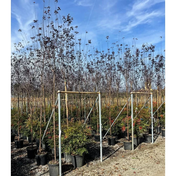 Vérszilva    PRUNUS CERASIFERA NIGRA T200 8/10 K30