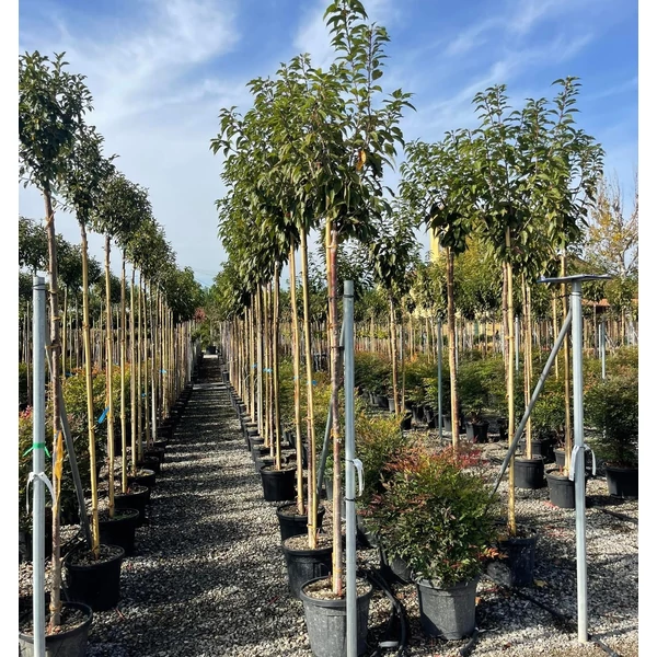 Japán díszcseresznye   PRUNUS SERRULATA KANZAN T200 10/12 K30