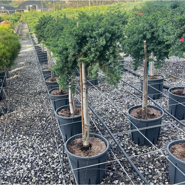 Fövenyboróka    JUNIPERUS CONFERTA BLUE PACIFIC T1/2 40/50 K18