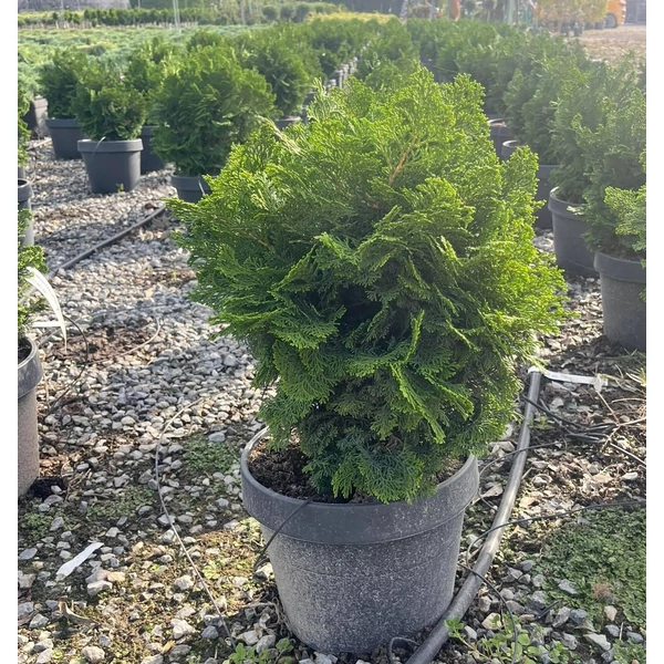 Hinoki hamisciprus   CHAMAECYPARIS OBTUSA NANA GRACILIS 30/+ K7
