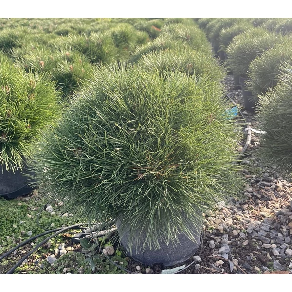 Törpe feketefenyő   PINUS NIGRA BAMBINO 30/40 K10
