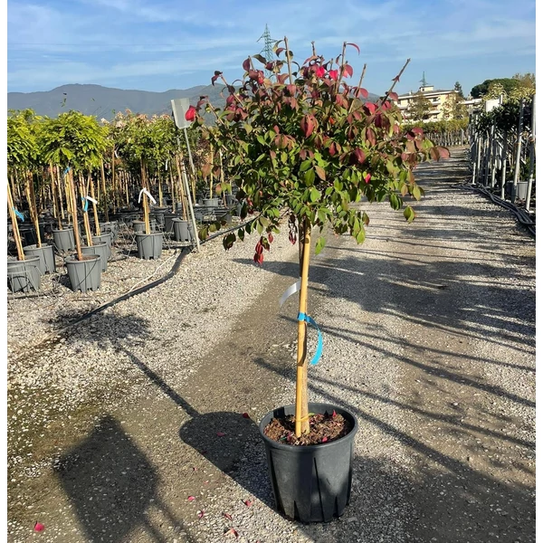 Szárnyas kecskerágó   EUONYMUS ALATUS T1/2 K18